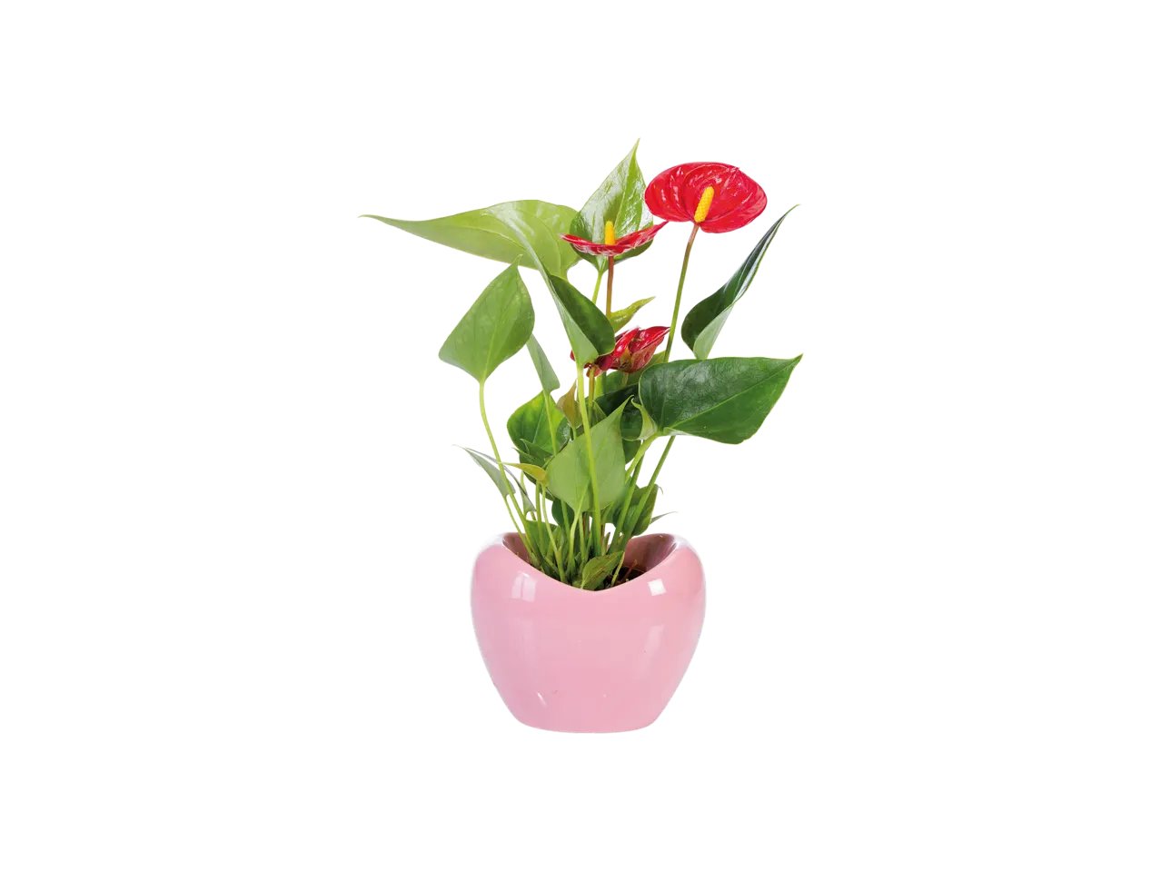 Anthurium