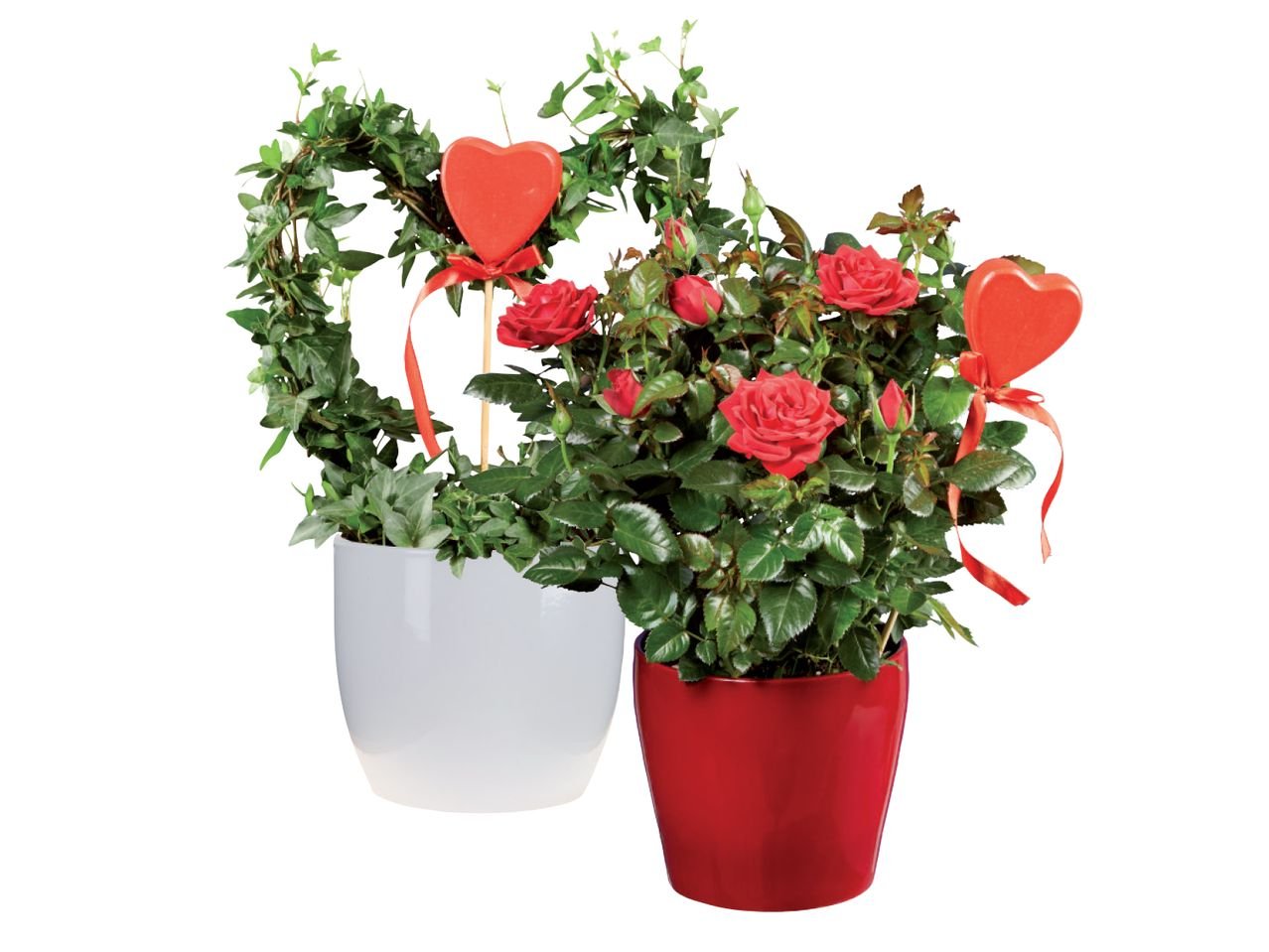 Anthurium, Rosa o Edera in vaso