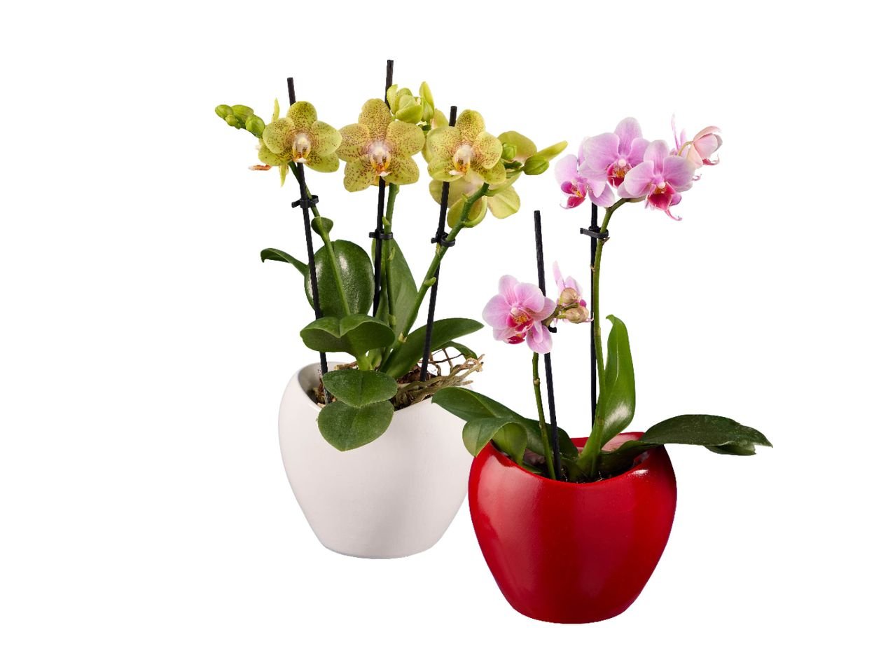 Phalaenopsis multiflora