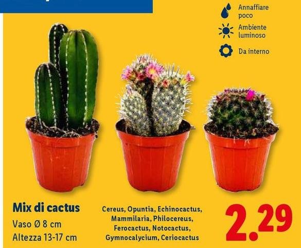 Mix Di Cactus