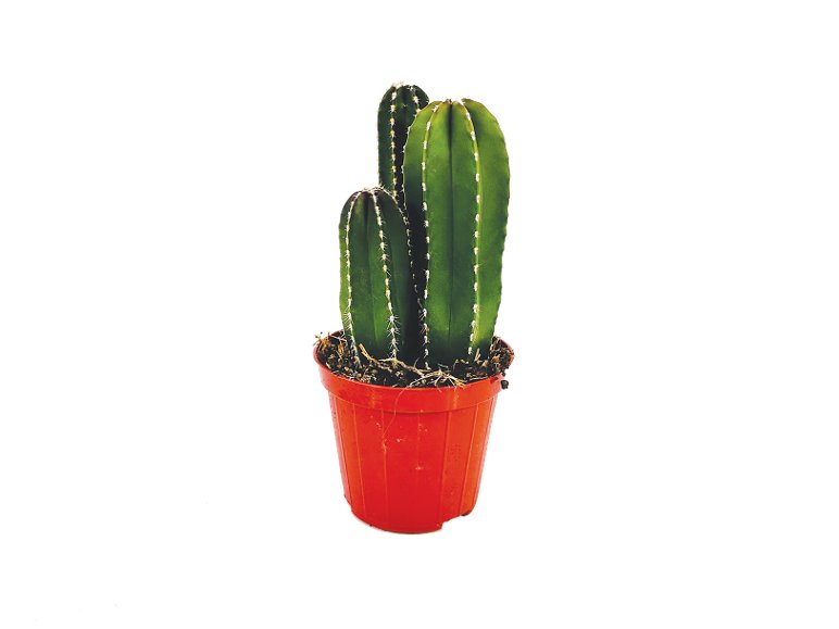 Mix di Cactus