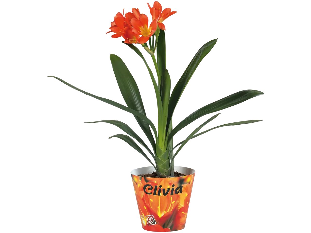 Clivia miniata