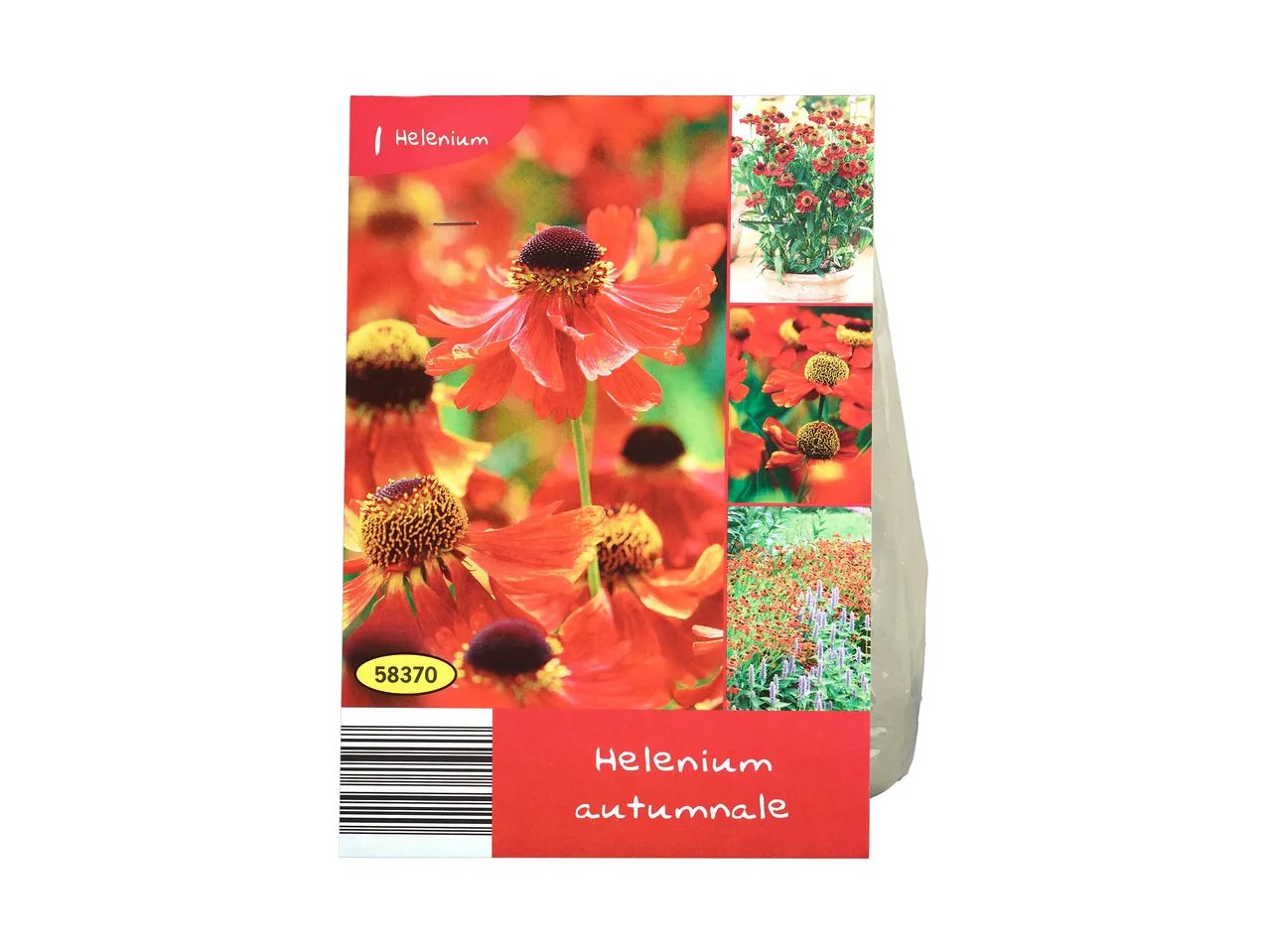 Bulbi da fiore perenni