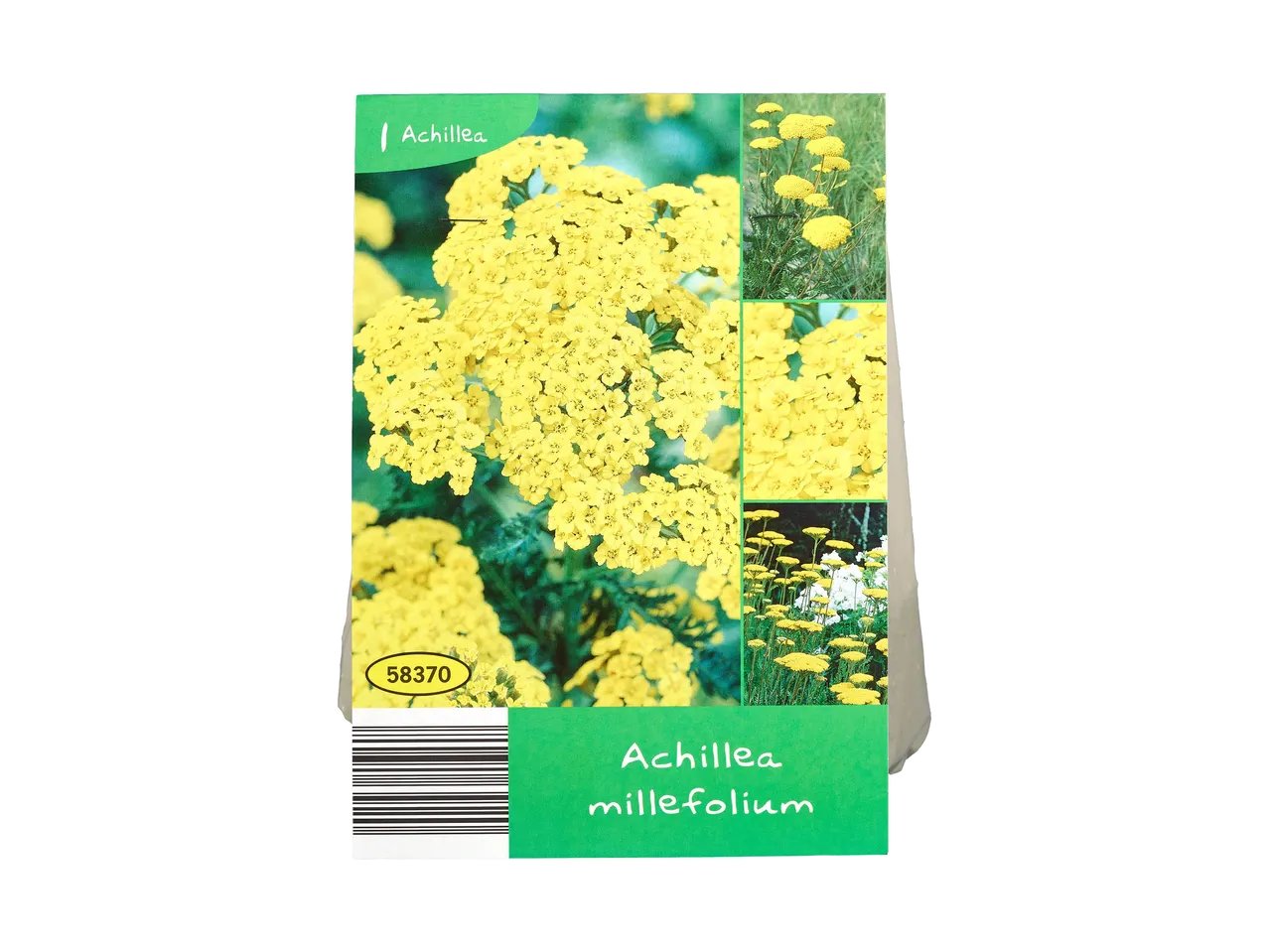 Bulbi da fiore perenni