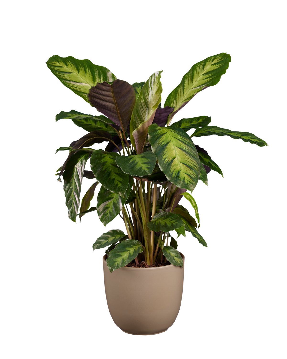 Calathea o Ctenanthe