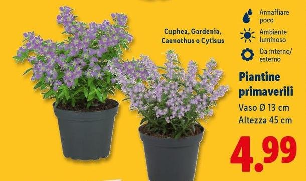 Piantine Primaverili