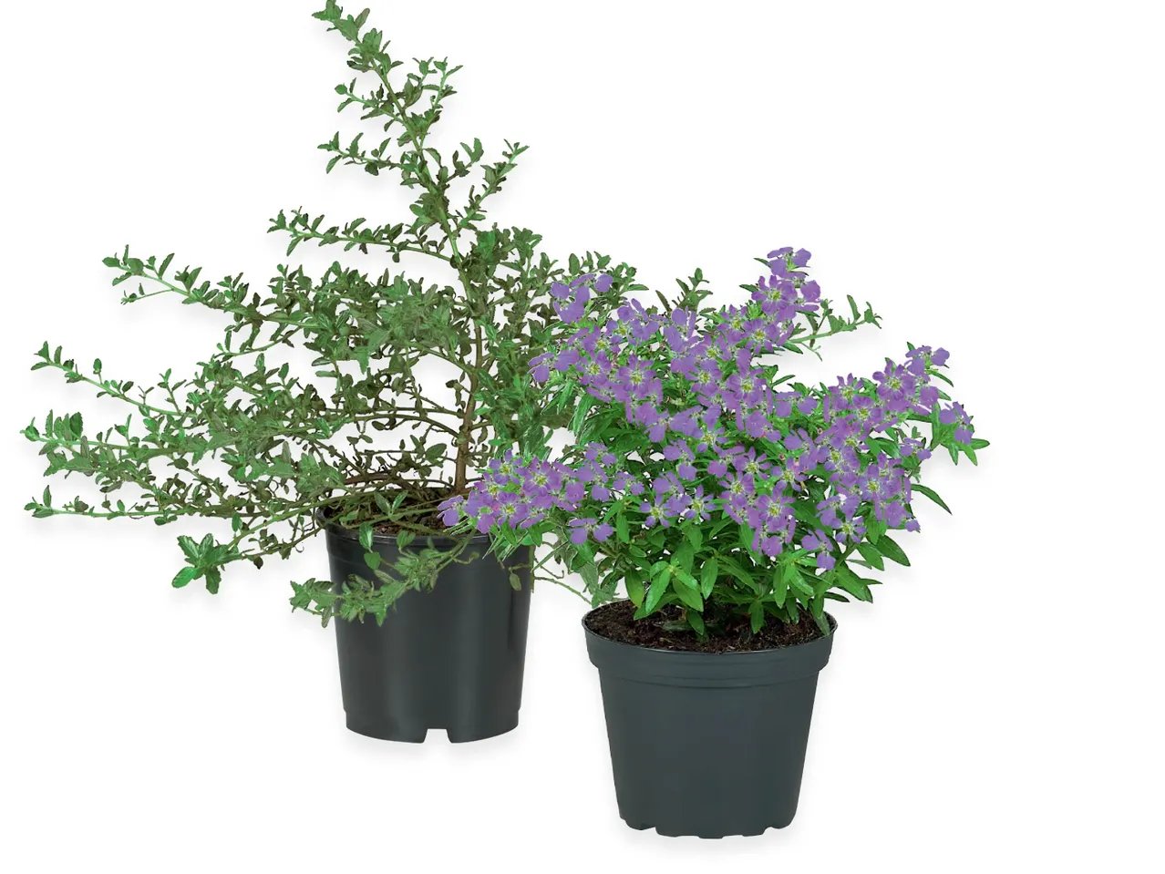 Piantine primaverili