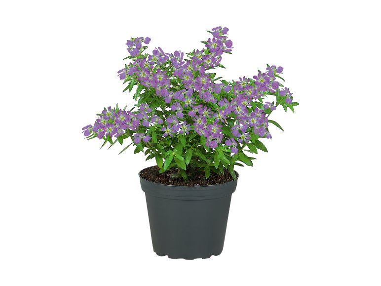 Piantine primaverili