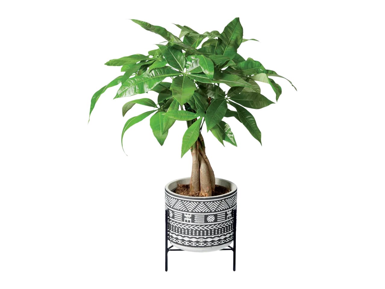 Piante “Easy-care”