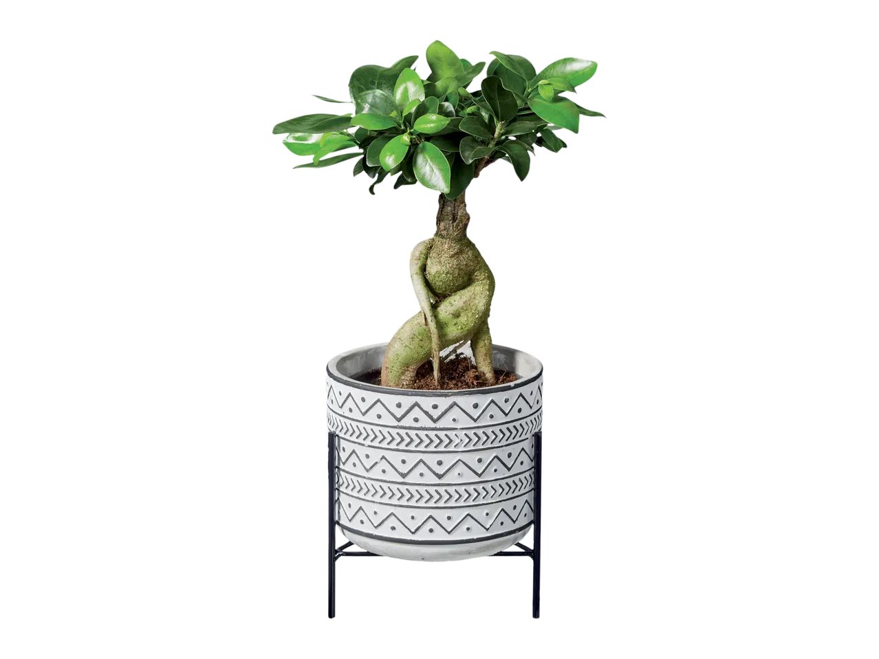 Piante “Easy-care”