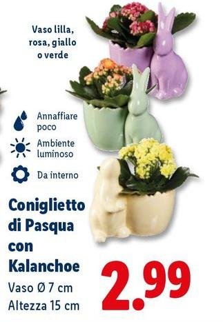 Coniglietto Di Pasqua Con Kalanchoe