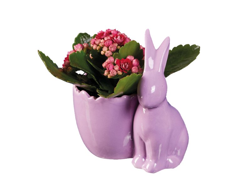 Coniglietto di Pasqua con Kalanchoe