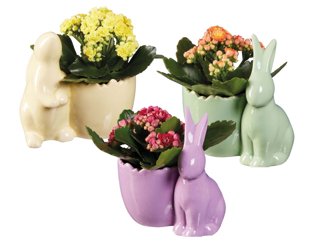 Figure pasquali con Kalanchoe