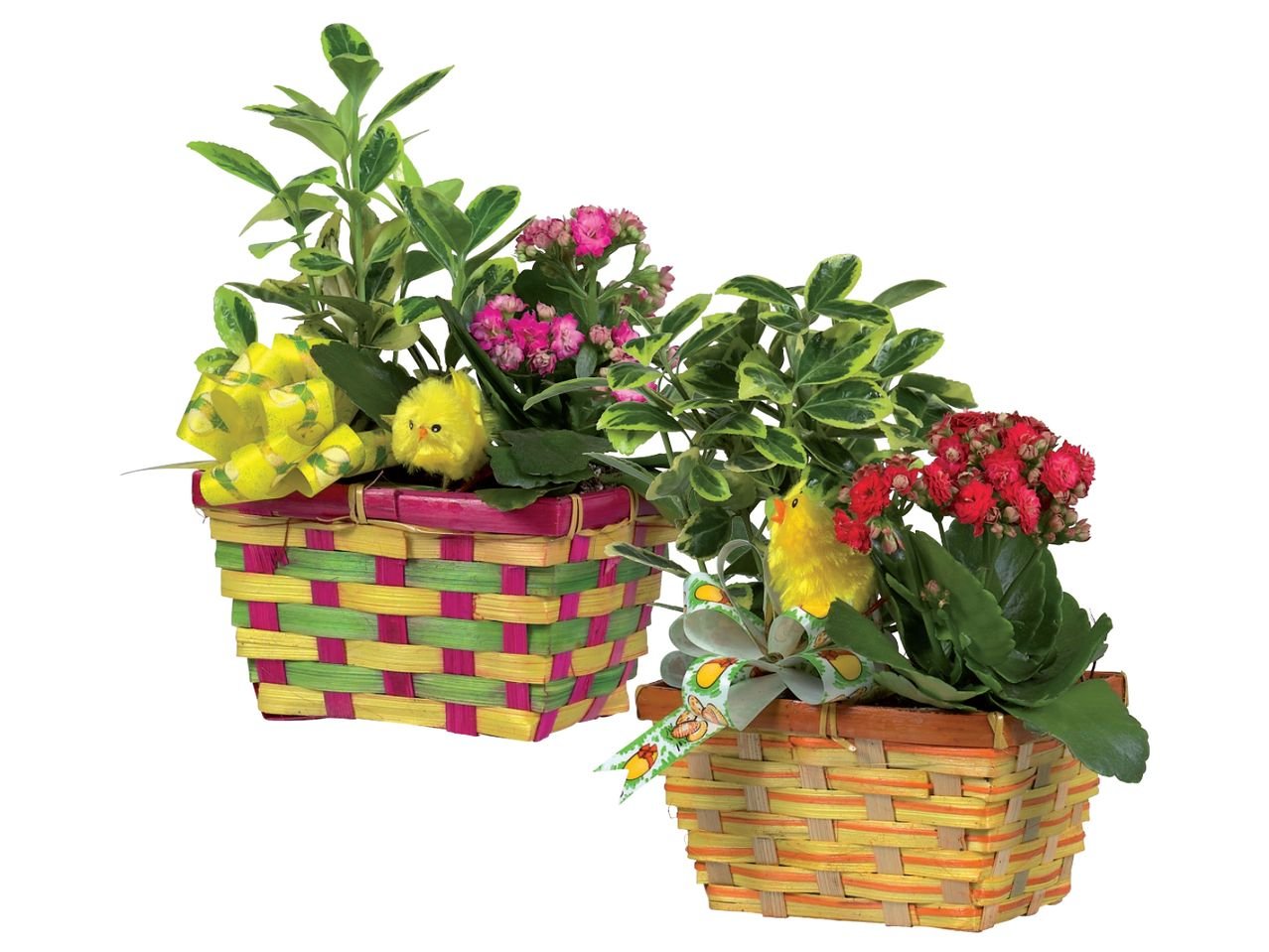 Cestino Pasquale con piante fiorite