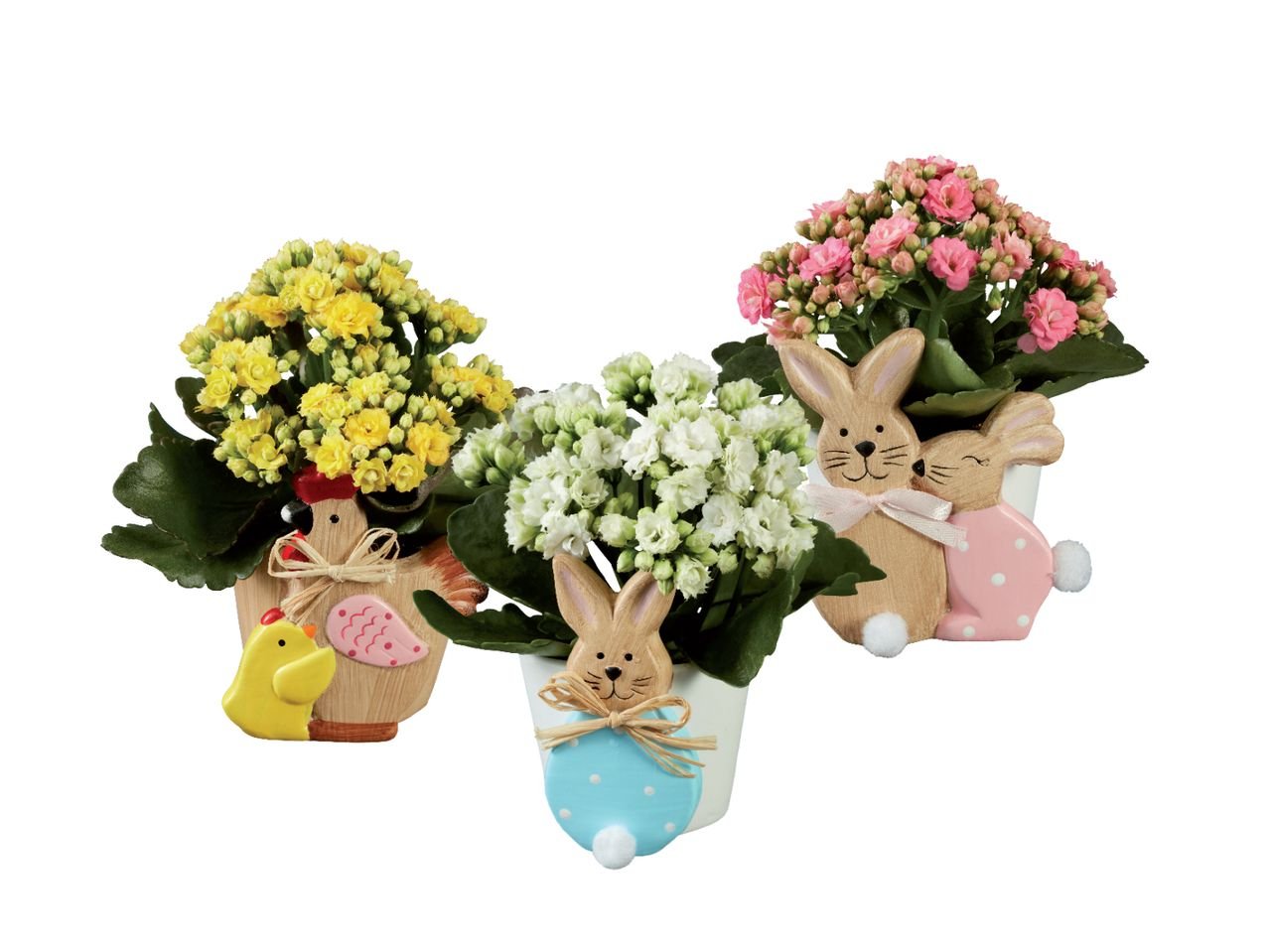 Coniglietto o gallinella di Pasqua con Kalanchoe