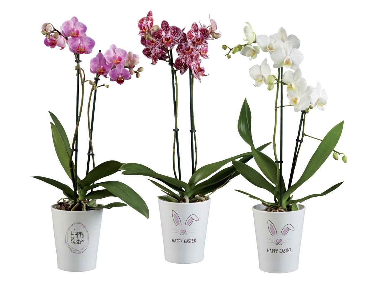 Phalaenopsis in vaso di ceramica decorato