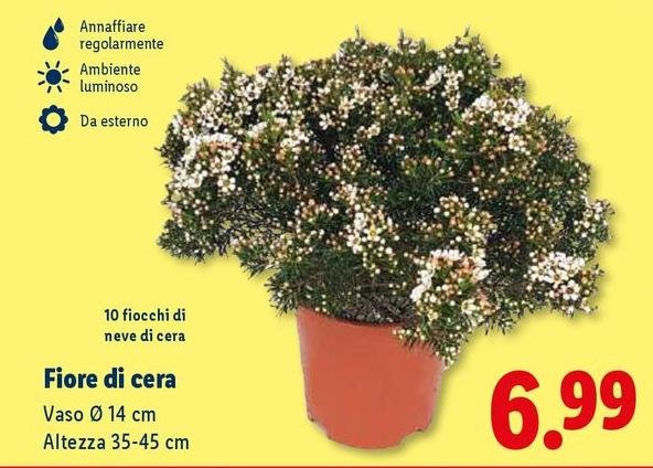 Fiore Di Cera