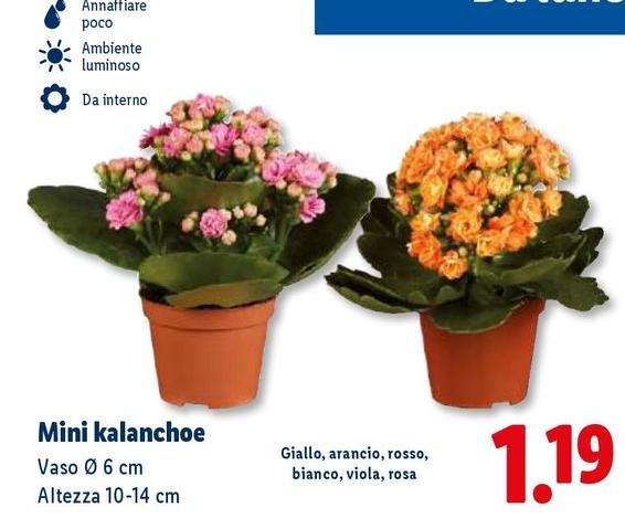 Mini Kalanchoe