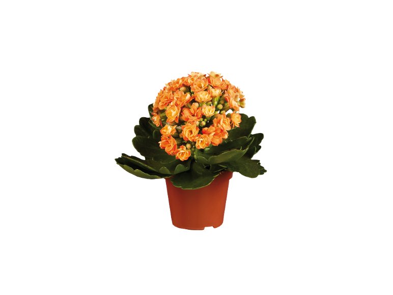 Mini Kalanchoe