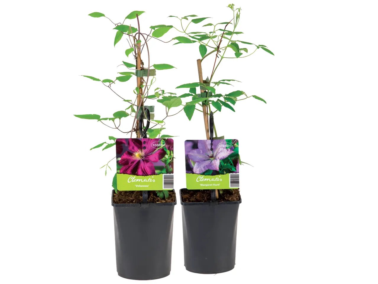 Mix di piante rampicanti