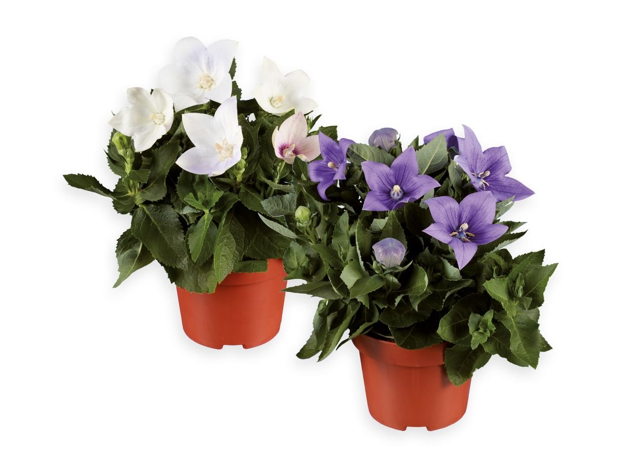 Campanula grandiflora