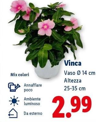 Vinca