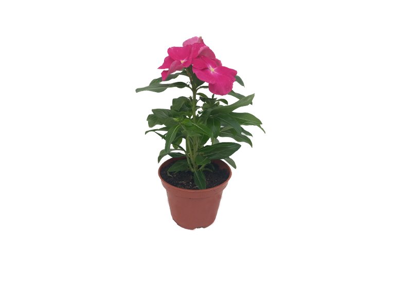 Vinca