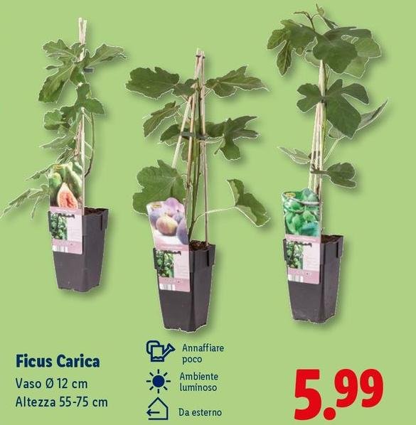 Ficus Carica