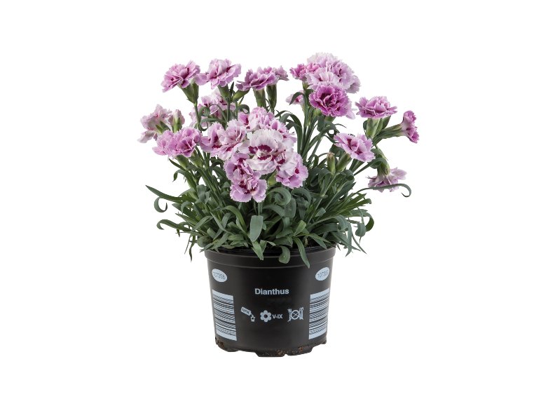 Dianthus Adorables