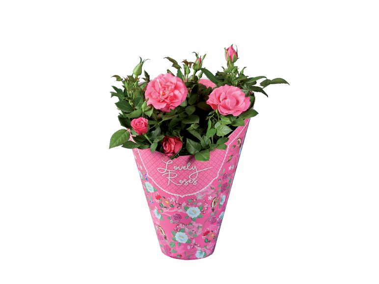 Rose “Lovely Roses”