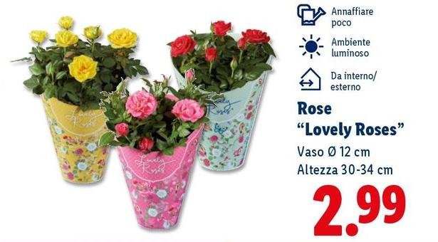 Rose ''Lovely Roses''