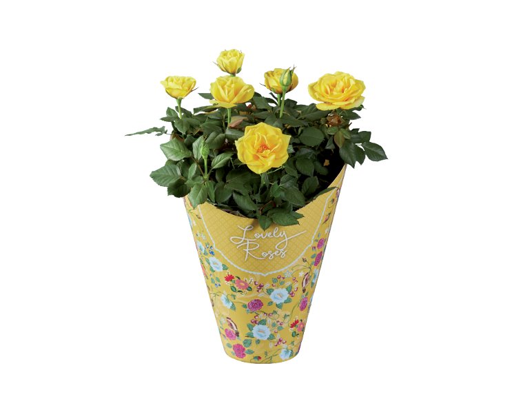 Rose ''Lovely Roses''