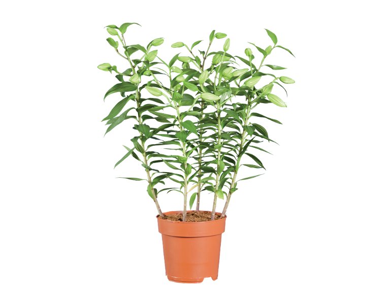 Piante da fiore