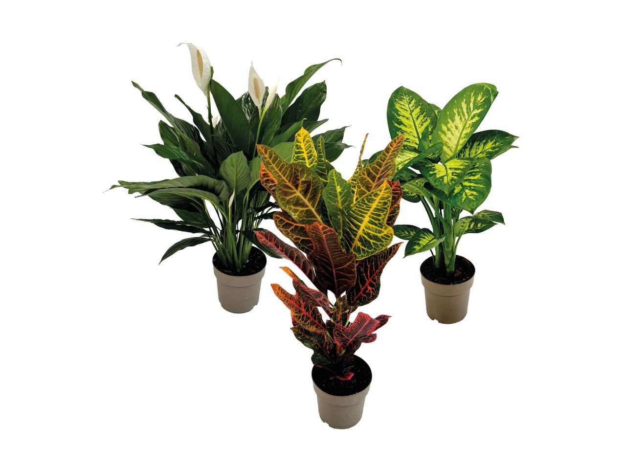 Piante verdi – Tropical Mix