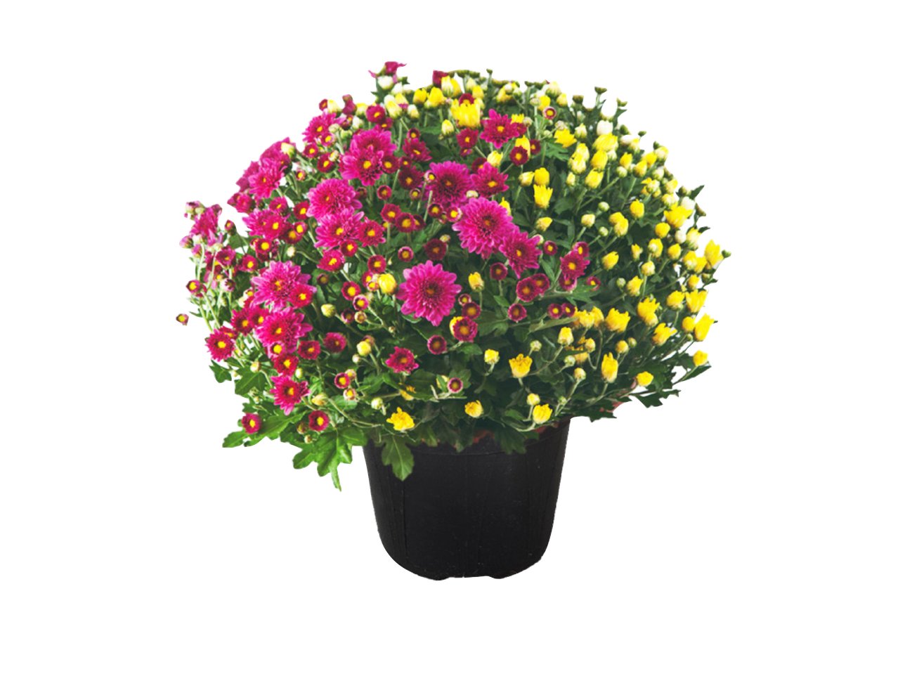 Crisantemo “Carneval”