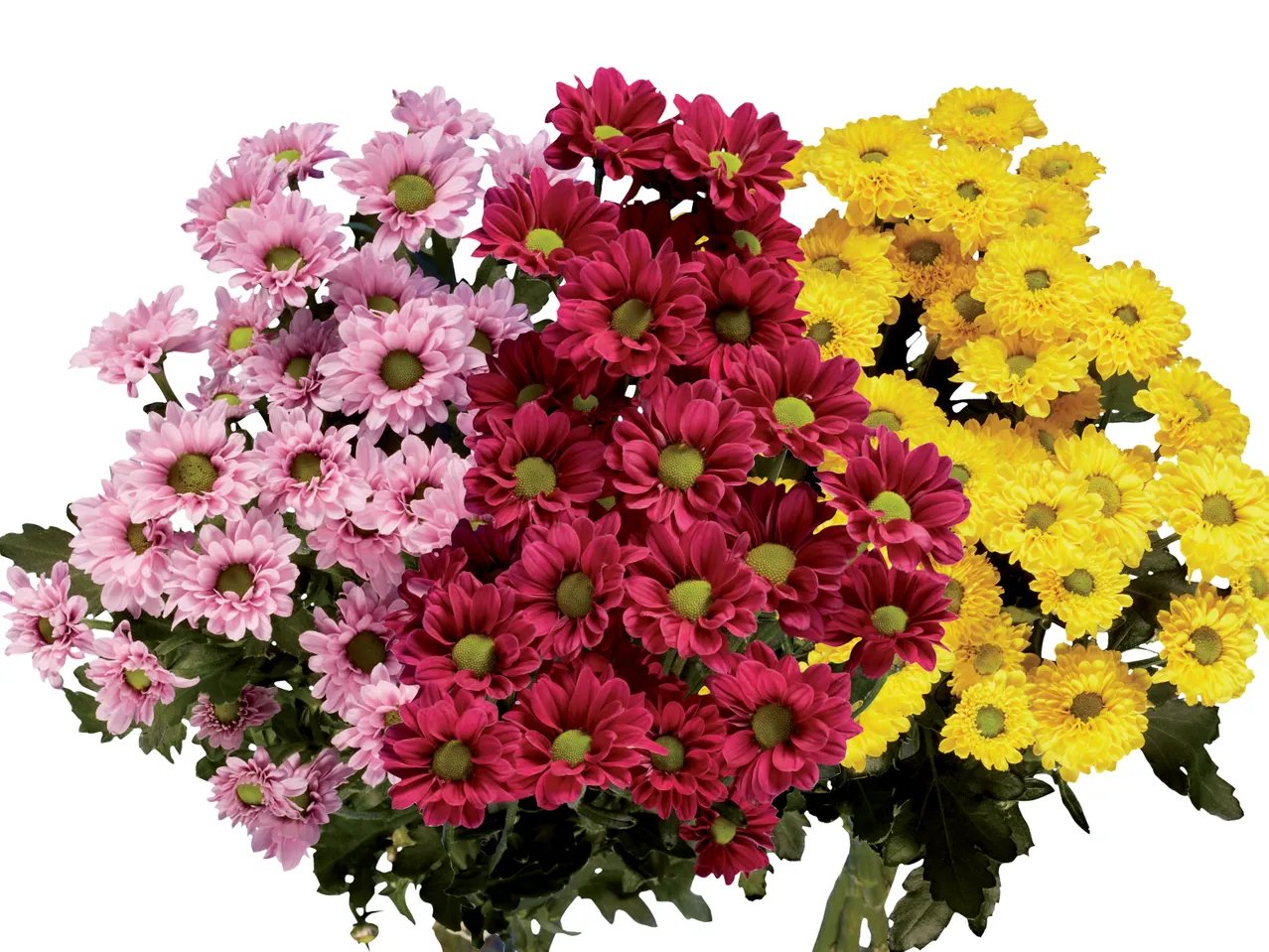 Mazzo di crisantemi