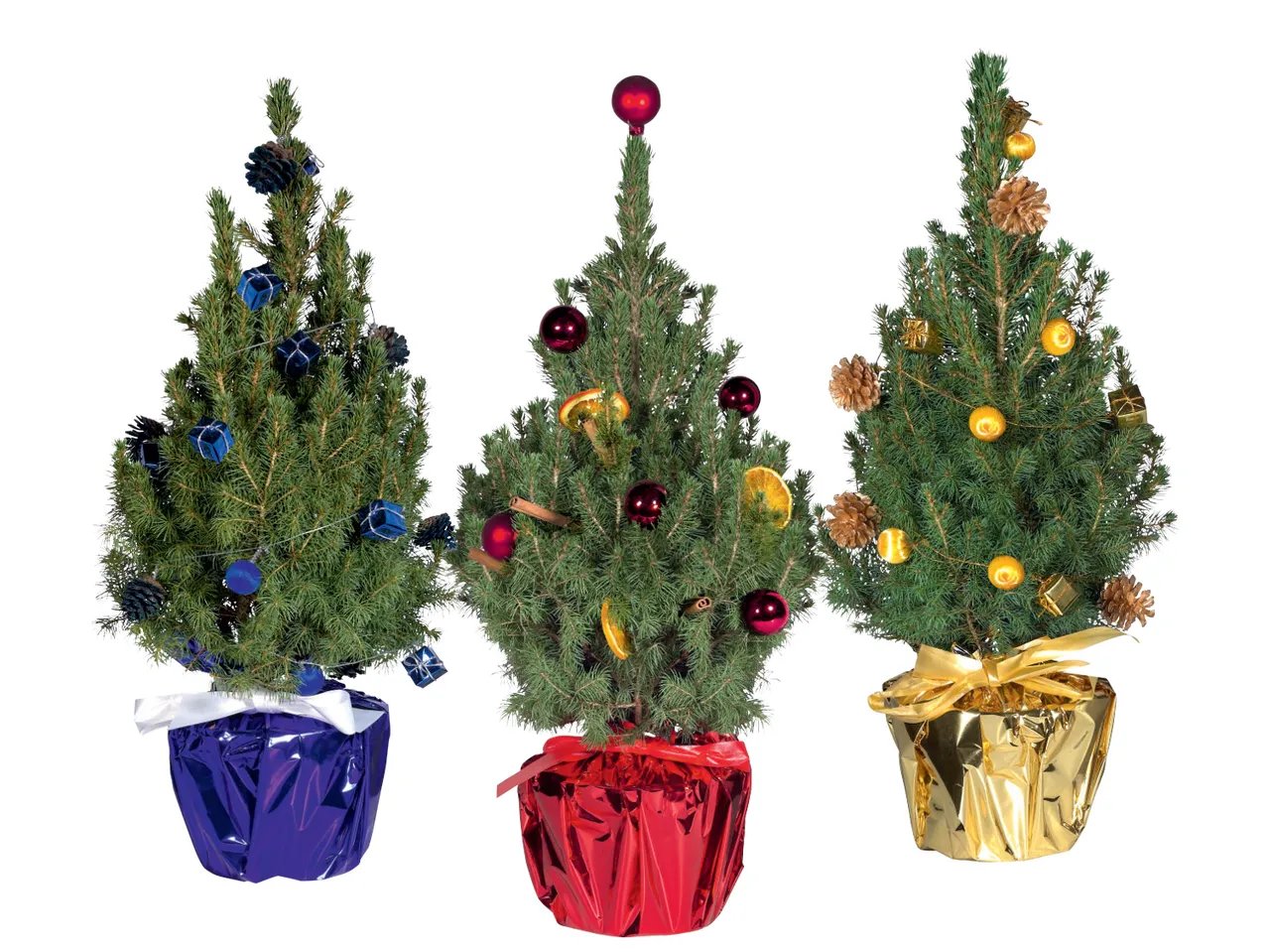 Abete in confezione decorativa