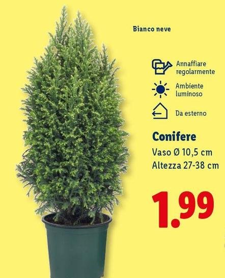 Conifere