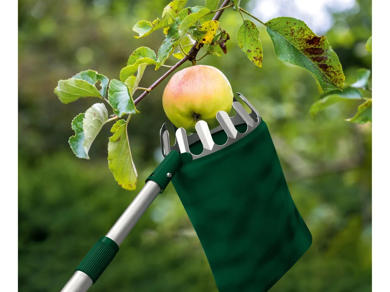 Coglifrutta telescopico