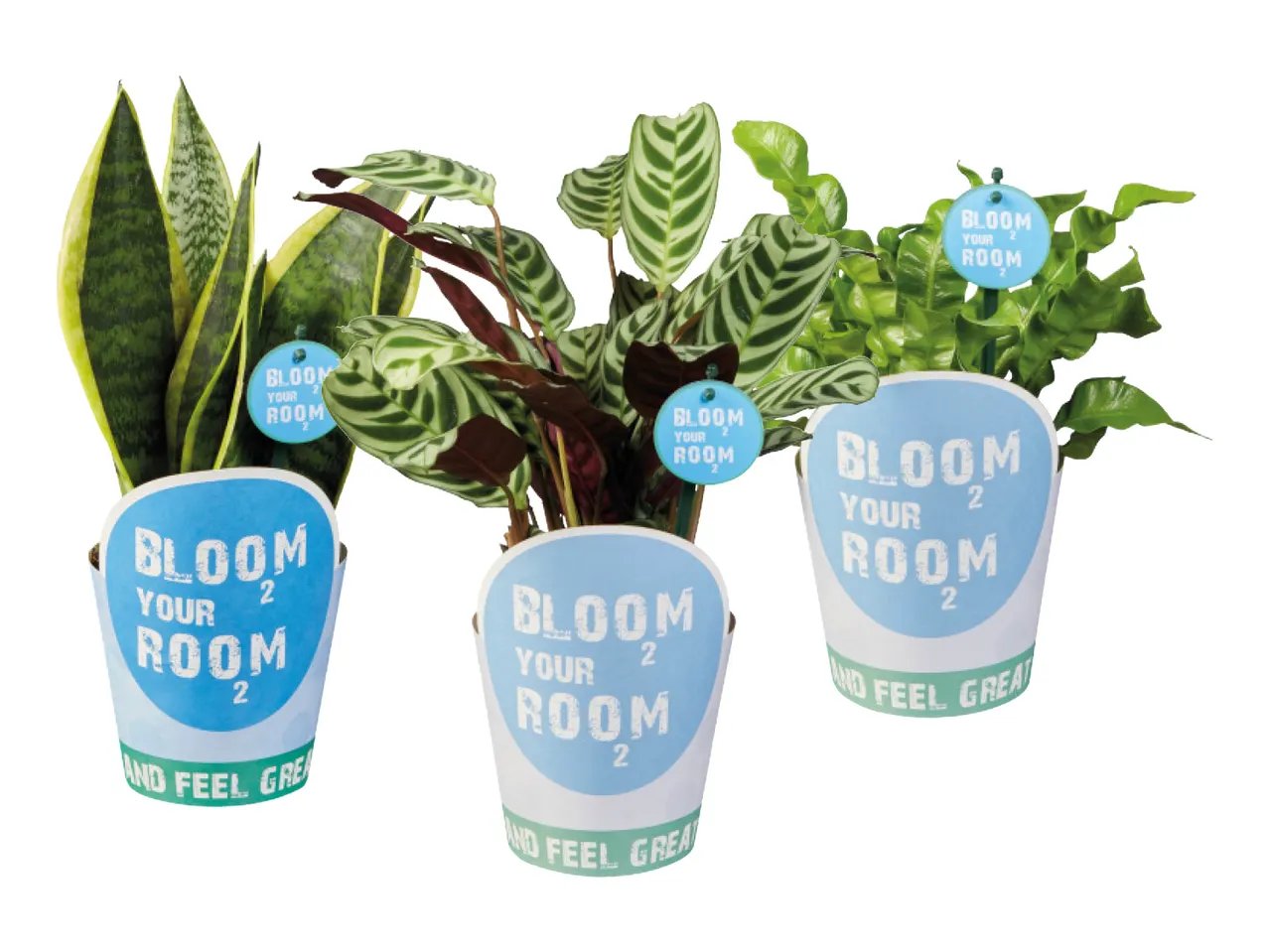 Piante verdi “Bloom your room”