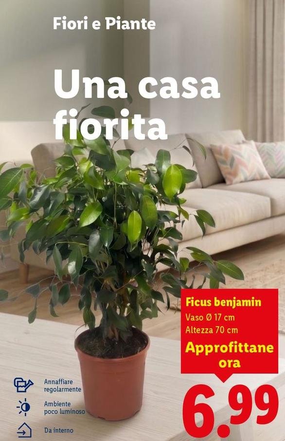 Ficus Benjamin