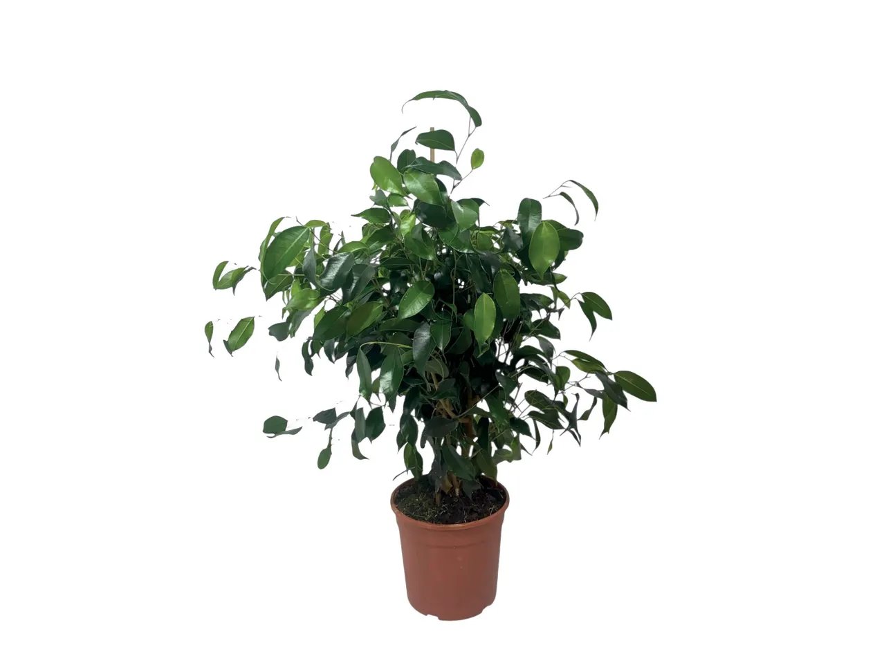 Ficus benjamin