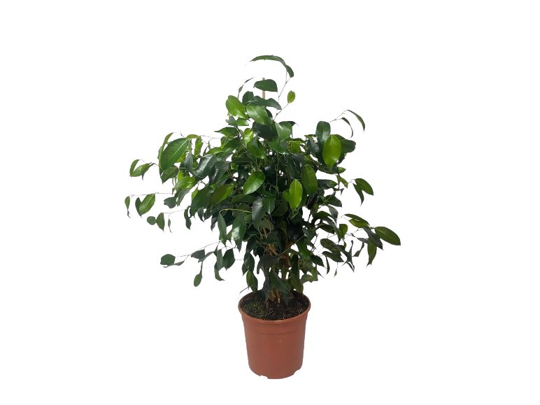Ficus benjamin