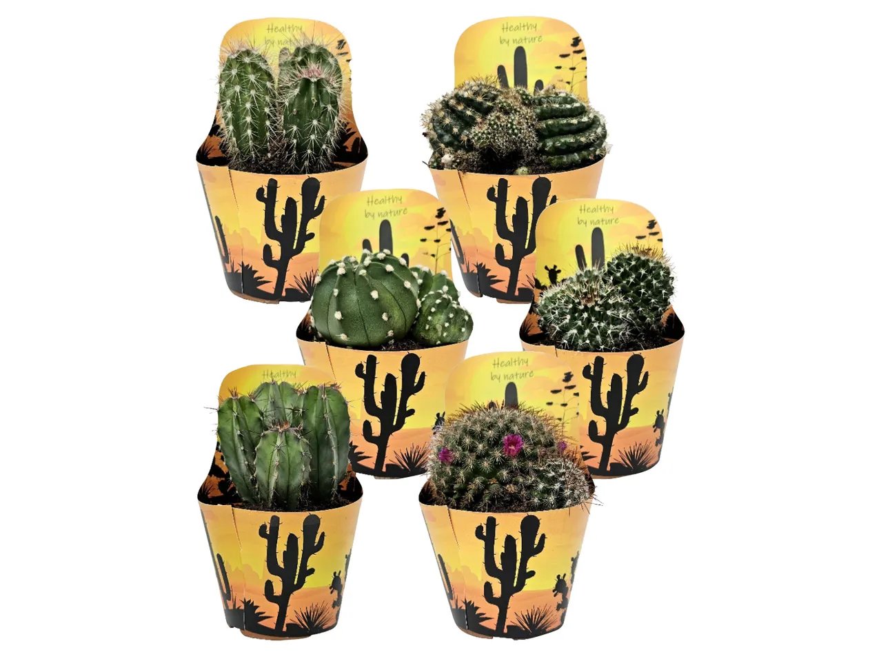 Cactus mix