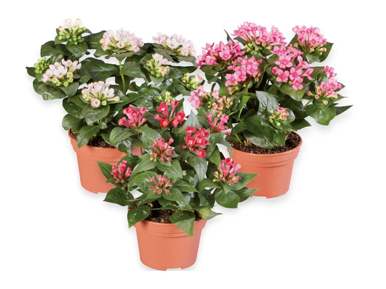 Bouvardia Bellevardia