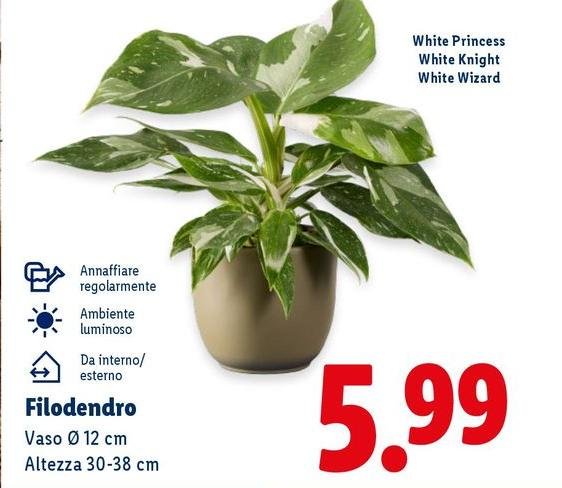 Filodendro