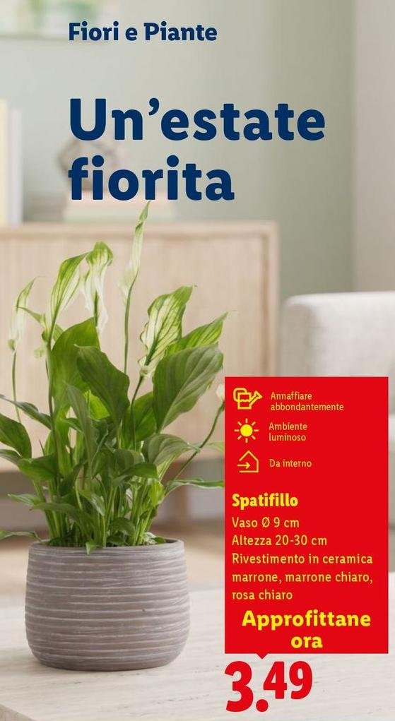 Spatifillo