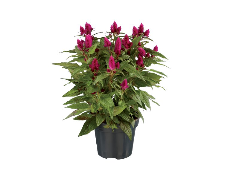 Celosia Caracas