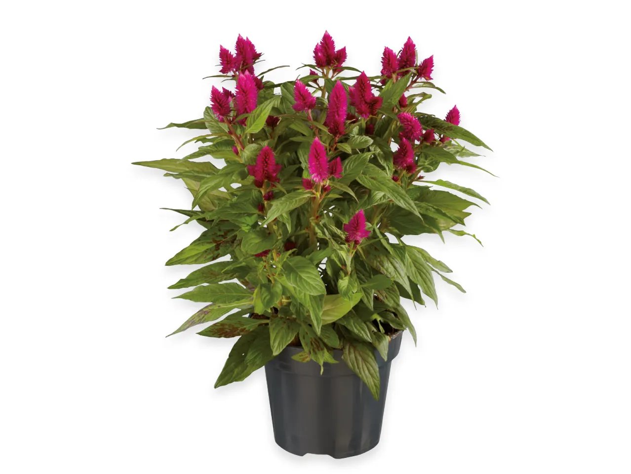 Celosia Caracas