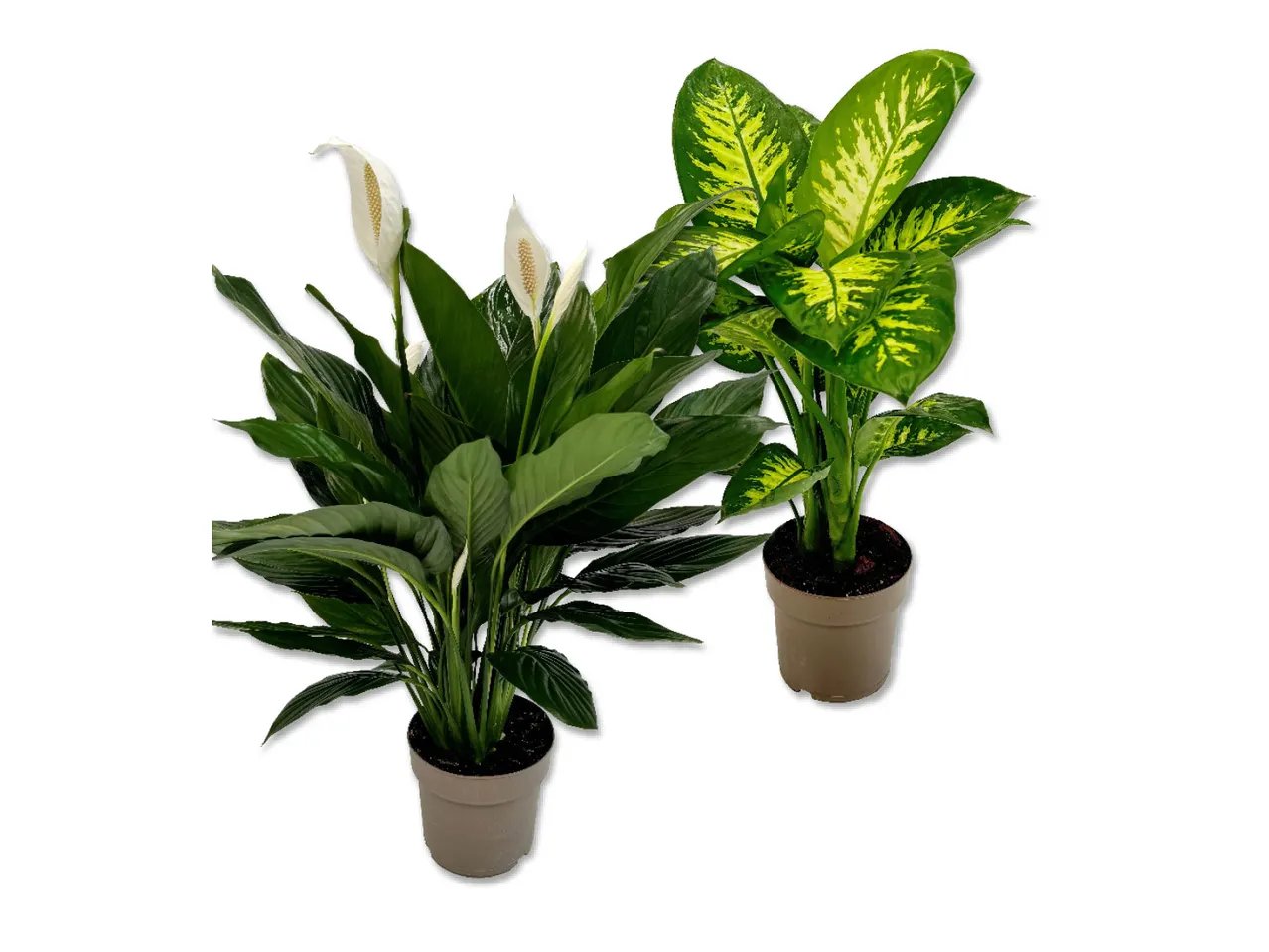 Piante verdi tropicali